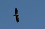 eagle in blue&nbsp;sky
