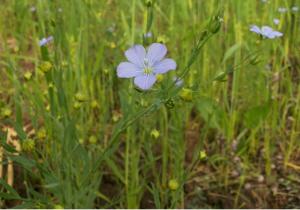 farming_flaxseedflower