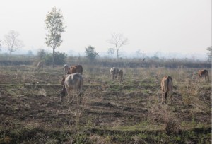 Cows fertilizing the field